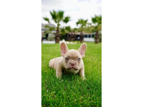 French bulldog yavruları çiftlikten 