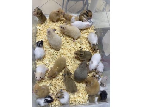Isırma yapmayan yavru hamster en uygun bizde