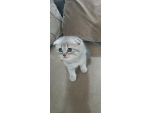 Scottish fold yavrumuz yeni yuvasına gitmeye hazır