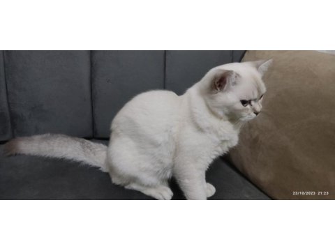 British shorthair orjinal