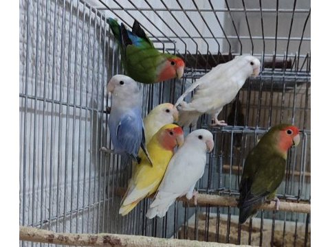 Mükemmel sağlıkta süper sevdalar kaçmaz