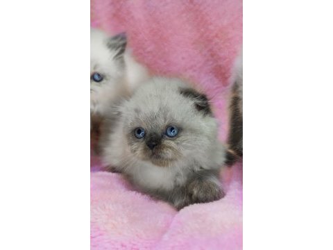 Panda scottish fold bebekler