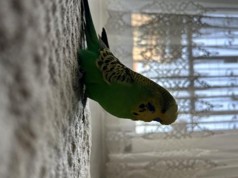 İngiliz erkek muhabbet kuşu