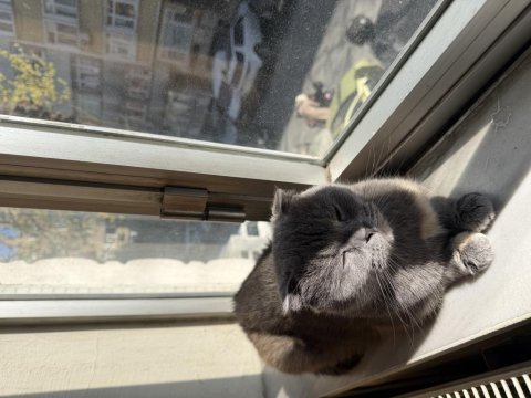 Scottish fold dişi 2 yaşında ücretsiz
