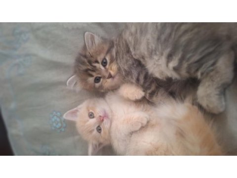 British longhair yavru