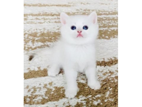 Şecereli british shorthair golden point erkek yavru