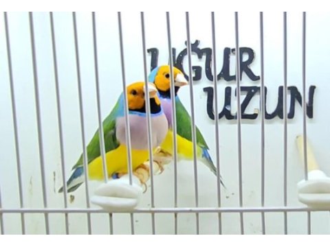 Gouldian finch (gökkuşağı ispinozu) mevcuttur)