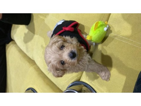 Maltipoo yavru