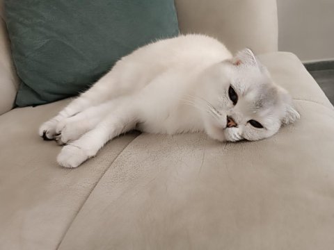 Beyaz mavi gözlü scottish fold