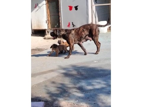 Şampiyon anne babanın cane corso yavruları