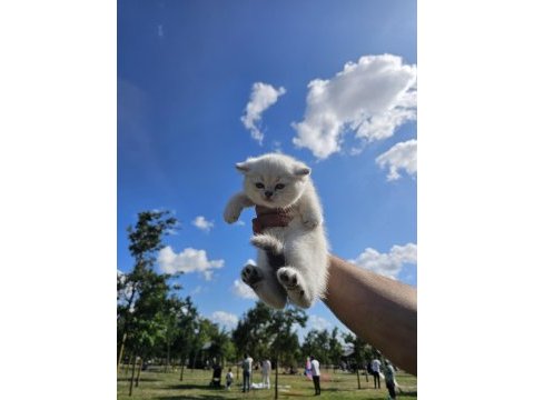 Çok minnoş sevilmeye bayılan bir british shorthair