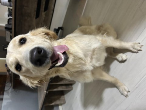 1 yaşında golden izmirden ücretsiz sahiplendirilcek