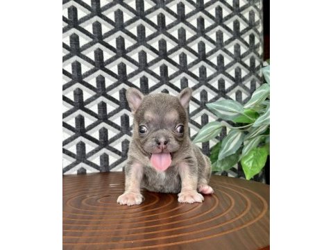 Fluffy french bulldog dişiler