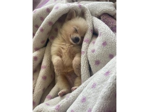 Pomeranian köpeği 2 aylık