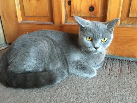 British shorthair
