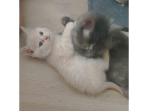 Sarışın oğluş kedimiz