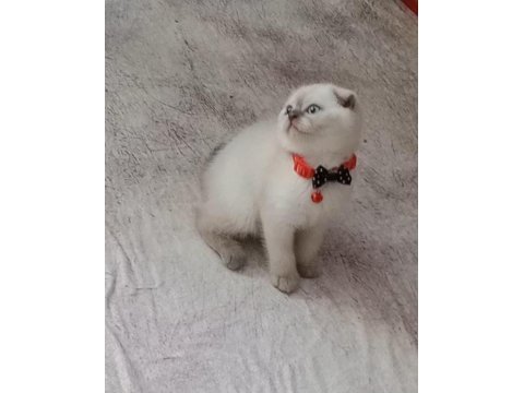 Boncuk gözlü yakışıklı scottish fold bebeğim