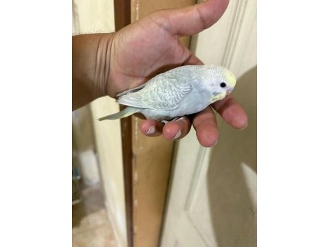 29 günlük konuşturmalık bebek muhabbet kuşu
