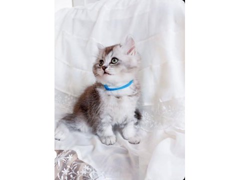 Yavru british shorthair
