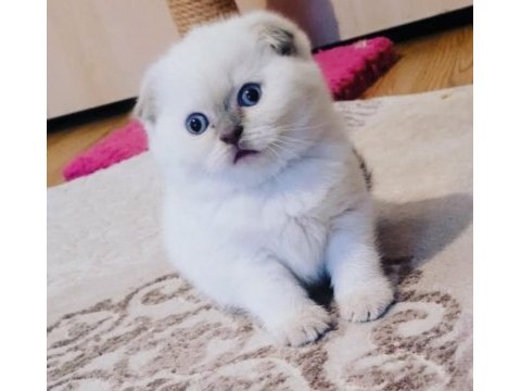 Koca kafalı scottish fold kızımız