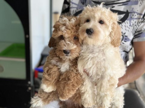 Wc eğitimli maltipoo yavrularımız ziyarete açık