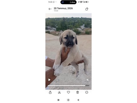 Orijinal üst düzey dişi kangal yavru