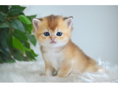 Golden british shorthair yavrularım