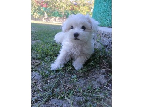 Orijinal maltese terrier yavrularımız