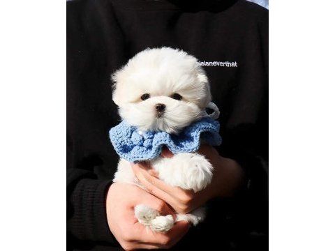 Teacup maltese terrier yavrularimiz