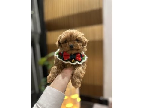Özel seri kore maltipoo