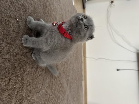 Son kalan bal bebek scottish fold