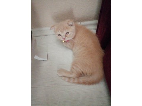 British shorthair kırık kulak 3 aylık erkek