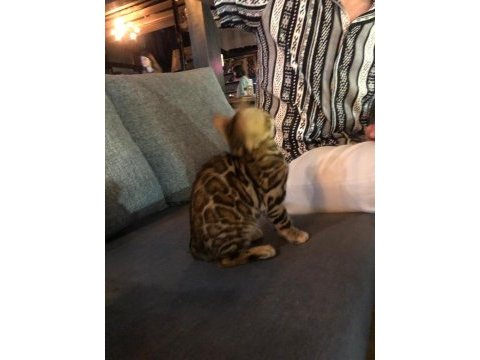 Dişi bengal