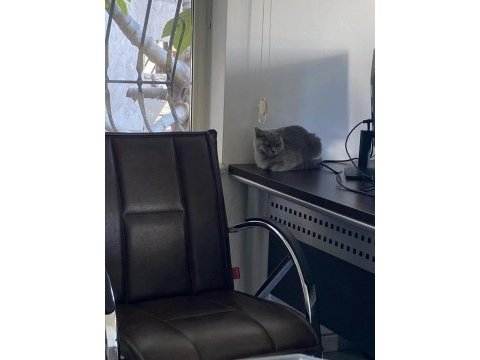 Dişi british shorthair