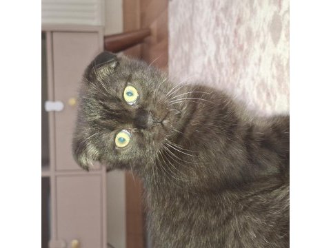 Erkek 3 aylık ücretli scottish fold