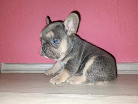 Kim böyle french bulldog güzelliklerin ailesi olmak istemez