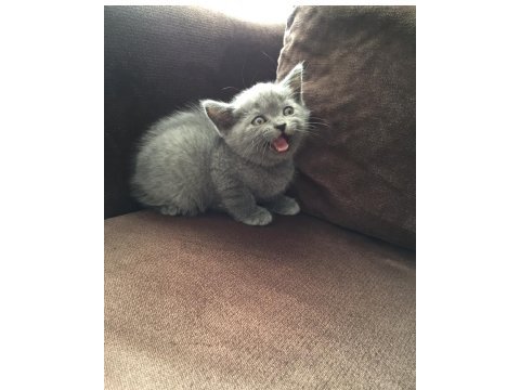 British shorthair yavru kediler