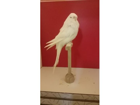 Show jumbo dişi muhabbet kuşu