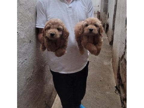 Kıvır kıvır babadan maltipoo aynı poodle