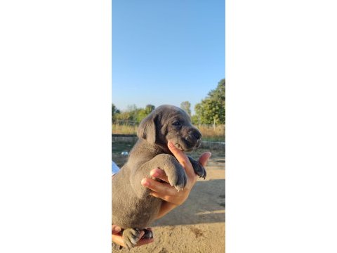 A şecereli şampiyon kan hattı cane corso
