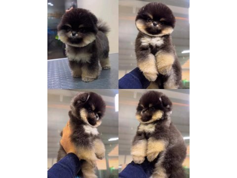 Kesinlikle (ayı surat) garantili teslim pomeranian