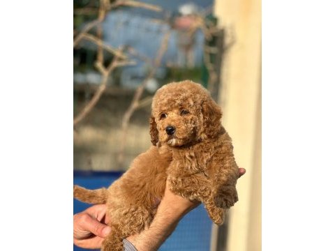 Safkan toy poodle