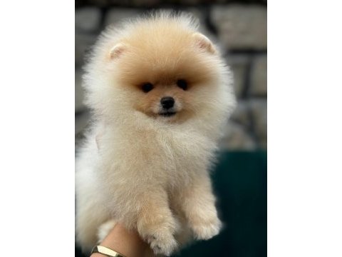 Yasal çiftlikte ziyarete açık pomeranian boo