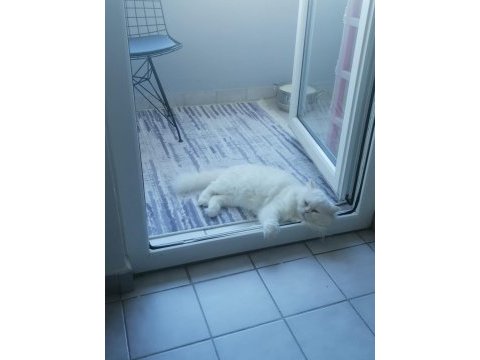 Çok naif akıllı chinchilla kedimize yuva arıyoruz