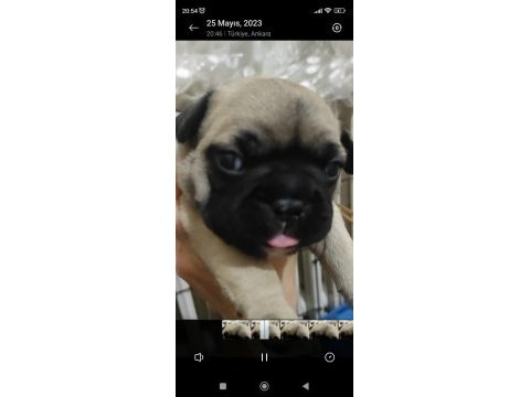 French bulldog