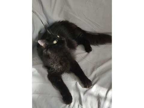 Wcf kayıtlı yetişkin erkek ve dişi maine coon
