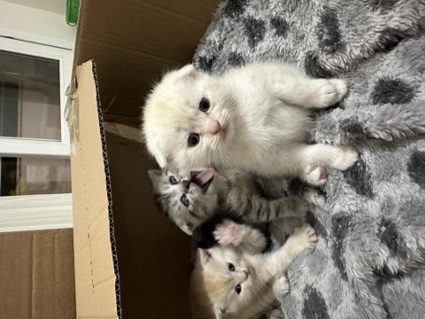 Scottish fold kediler