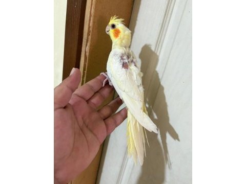 45 günlük lutino bebek sultan papağanı