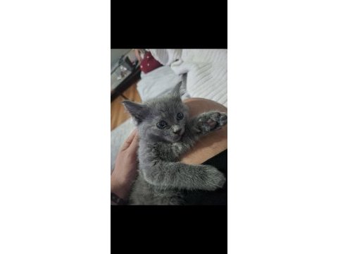 British shorthair erkek yavru