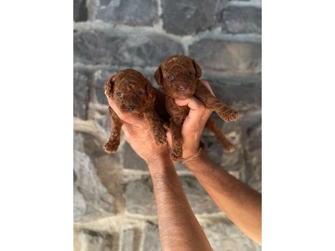 Toy poodle yavrularımız